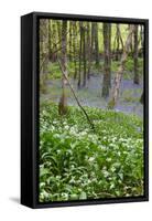 Duloe Woods in Spring with Wild Garlic and Bluebells-null-Framed Stretched Canvas
