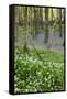 Duloe Woods in Spring with Wild Garlic and Bluebells-null-Framed Stretched Canvas