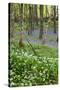 Duloe Woods in Spring with Wild Garlic and Bluebells-null-Stretched Canvas