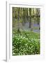 Duloe Woods in Spring with Wild Garlic and Bluebells-null-Framed Photographic Print