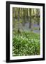 Duloe Woods in Spring with Wild Garlic and Bluebells-null-Framed Photographic Print