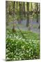 Duloe Woods in Spring with Wild Garlic and Bluebells-null-Mounted Photographic Print