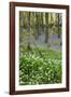 Duloe Woods in Spring with Wild Garlic and Bluebells-null-Framed Photographic Print