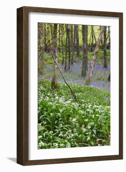 Duloe Woods in Spring with Wild Garlic and Bluebells-null-Framed Photographic Print