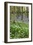 Duloe Woods in Spring with Wild Garlic and Bluebells-null-Framed Photographic Print