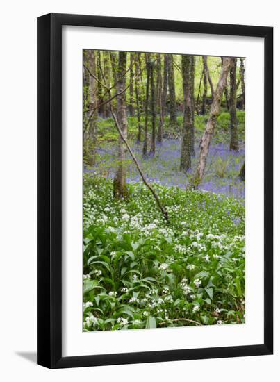 Duloe Woods in Spring with Wild Garlic and Bluebells-null-Framed Photographic Print