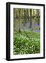 Duloe Woods in Spring with Wild Garlic and Bluebells-null-Framed Photographic Print