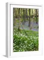 Duloe Woods in Spring with Wild Garlic and Bluebells-null-Framed Photographic Print