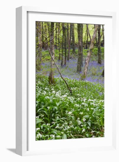 Duloe Woods in Spring with Wild Garlic and Bluebells-null-Framed Photographic Print