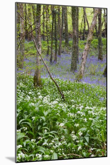 Duloe Woods in Spring with Wild Garlic and Bluebells-null-Mounted Photographic Print