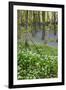 Duloe Woods in Spring with Wild Garlic and Bluebells-null-Framed Photographic Print