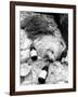 Dulux Sheepdog 1972-Tom King-Framed Photographic Print