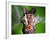 Dum Dum Bunny-Alan Sailer-Framed Photographic Print