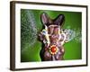 Dum Dum Bunny-Alan Sailer-Framed Photographic Print