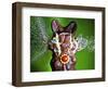 Dum Dum Bunny-Alan Sailer-Framed Photographic Print