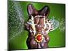 Dum Dum Bunny-Alan Sailer-Mounted Photographic Print