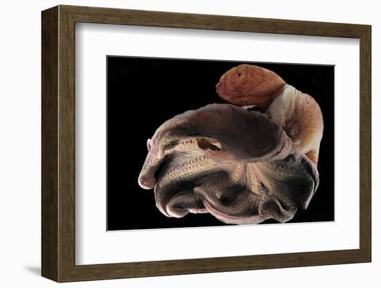 Dumbo Octopus (Grimpoteuthis Sp.) Barent'S Sea At Depth Of 1680 M, Atlantic Ocean-Solvin Zankl-Framed Photographic Print