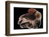 Dumbo Octopus (Grimpoteuthis Sp.) Barent'S Sea At Depth Of 1680 M, Atlantic Ocean-Solvin Zankl-Framed Photographic Print