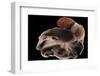 Dumbo Octopus (Grimpoteuthis Sp.) Barent'S Sea At Depth Of 1680 M, Atlantic Ocean-Solvin Zankl-Framed Photographic Print