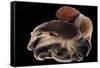 Dumbo Octopus (Grimpoteuthis Sp.) Barent'S Sea At Depth Of 1680 M, Atlantic Ocean-Solvin Zankl-Framed Stretched Canvas