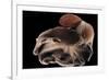 Dumbo Octopus (Grimpoteuthis Sp.) Barent'S Sea At Depth Of 1680 M, Atlantic Ocean-Solvin Zankl-Framed Photographic Print