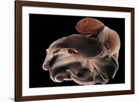 Dumbo Octopus (Grimpoteuthis Sp.) Barent'S Sea At Depth Of 1680 M, Atlantic Ocean-Solvin Zankl-Framed Photographic Print