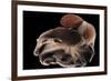 Dumbo Octopus (Grimpoteuthis Sp.) Barent'S Sea At Depth Of 1680 M, Atlantic Ocean-Solvin Zankl-Framed Photographic Print