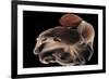 Dumbo Octopus (Grimpoteuthis Sp.) Barent'S Sea At Depth Of 1680 M, Atlantic Ocean-Solvin Zankl-Framed Photographic Print