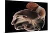 Dumbo Octopus (Grimpoteuthis Sp.) Barent'S Sea At Depth Of 1680 M, Atlantic Ocean-Solvin Zankl-Mounted Photographic Print