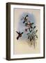 Dumeril's Amazili, Amazilia Dumerili-John Gould-Framed Giclee Print