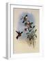 Dumeril's Amazili, Amazilia Dumerili-John Gould-Framed Giclee Print