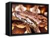 Dumeril's Boa, Native to Madagascar-David Northcott-Framed Stretched Canvas