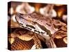 Dumeril's Boa, Native to Madagascar-David Northcott-Stretched Canvas