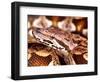 Dumeril's Boa, Native to Madagascar-David Northcott-Framed Photographic Print