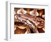 Dumeril's Boa, Native to Madagascar-David Northcott-Framed Photographic Print