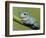 Dumpty tree frog, Australian green tree frog, White's tree frog.-Maresa Pryor-Framed Photographic Print