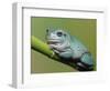 Dumpty tree frog, Australian green tree frog, White's tree frog.-Maresa Pryor-Framed Photographic Print