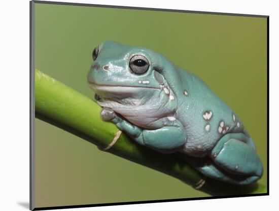 Dumpty tree frog, Australian green tree frog, White's tree frog.-Maresa Pryor-Mounted Photographic Print