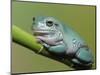 Dumpty tree frog, Australian green tree frog, White's tree frog.-Maresa Pryor-Mounted Photographic Print