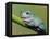 Dumpty tree frog, Australian green tree frog, White's tree frog.-Maresa Pryor-Framed Stretched Canvas