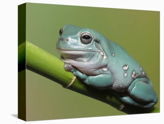 Dumpty tree frog, Australian green tree frog, White's tree frog.-Maresa Pryor-Stretched Canvas