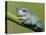 Dumpty tree frog, Australian green tree frog, White's tree frog.-Maresa Pryor-Stretched Canvas