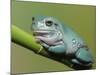 Dumpty tree frog, Australian green tree frog, White's tree frog.-Maresa Pryor-Mounted Photographic Print