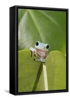 Dumpy Treefrog on Leaf Front View-null-Framed Stretched Canvas