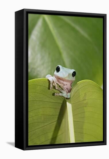 Dumpy Treefrog on Leaf Front View-null-Framed Stretched Canvas