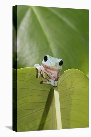 Dumpy Treefrog on Leaf Front View-null-Stretched Canvas