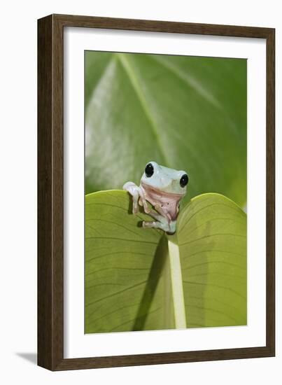 Dumpy Treefrog on Leaf Front View-null-Framed Photographic Print