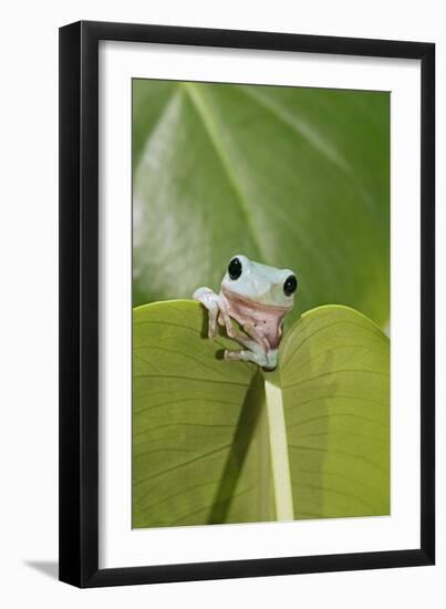 Dumpy Treefrog on Leaf Front View-null-Framed Photographic Print