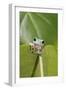 Dumpy Treefrog on Leaf Front View-null-Framed Photographic Print