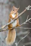 Heavy Snowfall, Braemar, Scotland-Duncan Shaw-Photographic Print